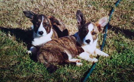 Welsh Corgi (Cardigan) for sale by KALORA