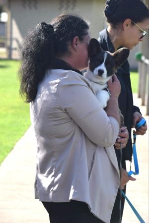 Welsh Corgi (Cardigan) for sale by KALORA