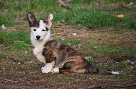 Welsh Corgi (Cardigan) for sale by KALORA