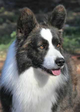 Welsh Corgi (Cardigan) for sale by KALORA