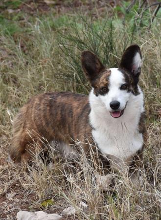 Welsh Corgi (Cardigan) for sale by KALORA