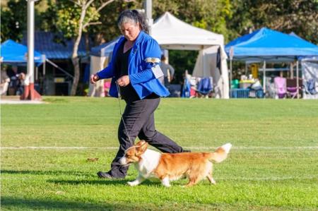 Welsh Corgi (Cardigan) for sale by KALORA