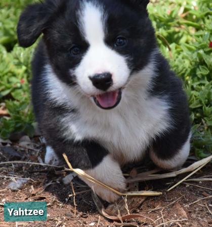 Welsh Corgi (Cardigan) for sale by KALORA