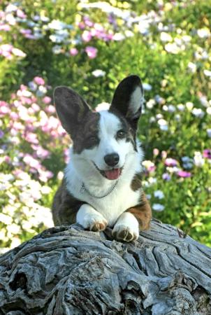 Welsh Corgi (Cardigan) for sale by KALORA