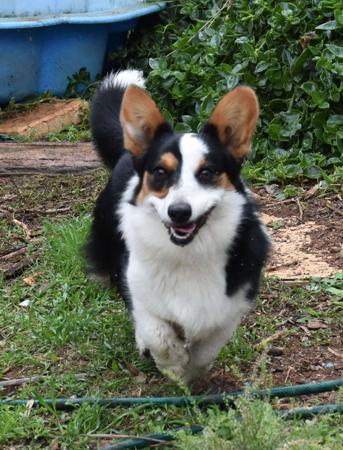 Welsh Corgi (Cardigan) for sale by KALORA