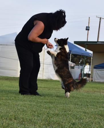 Welsh Corgi (Cardigan) for sale by KALORA