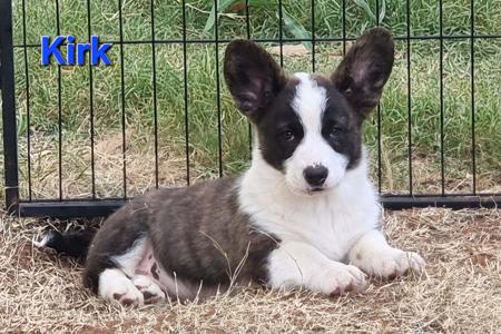 Welsh Corgi (Cardigan) for sale by KALORA