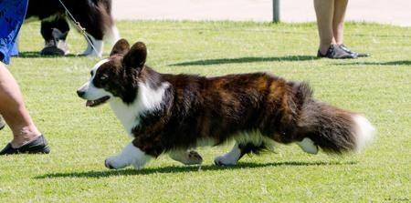 Welsh Corgi (Cardigan) for sale by KALORA