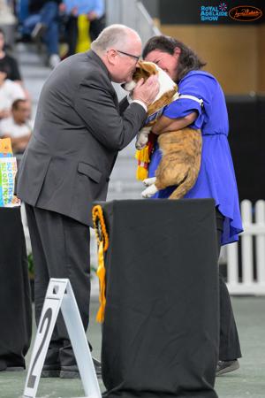 Welsh Corgi (Cardigan) for sale by KALORA