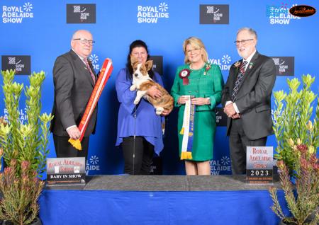 Welsh Corgi (Cardigan) for sale by KALORA