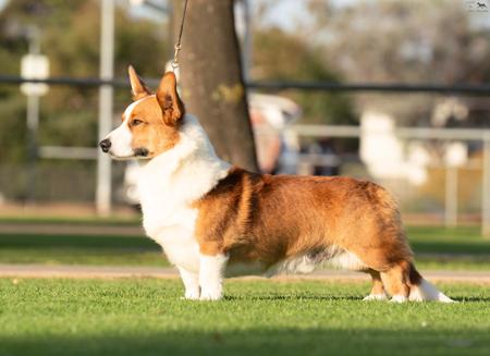 Welsh Corgi (Cardigan) for sale by KALORA