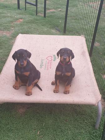 Dobermann for sale by DOBRAE
