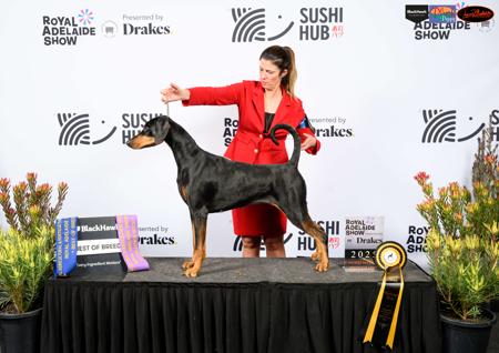 Dobermann for sale by DOBRAE