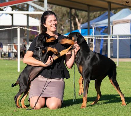Dobermann for sale by KALORA