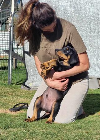 Dobermann for sale by DOBRAE