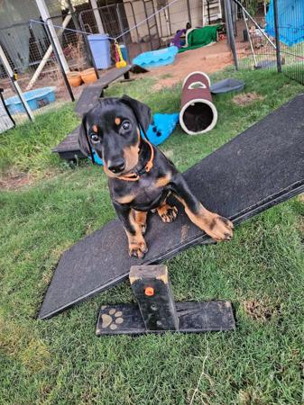 Dobermann for sale by DOBRAE