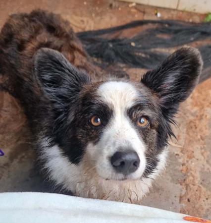 Welsh Corgi (Cardigan) dog for sale by KALORA
