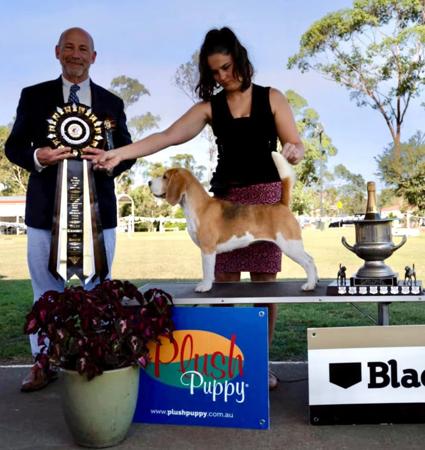 Beagle for sale by JOHGRA