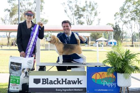 Beagle for sale by JOHGRA