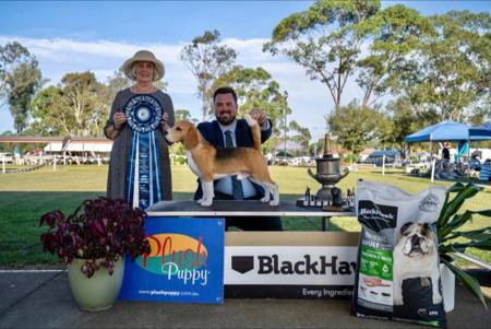 Beagle for sale by JOHGRA