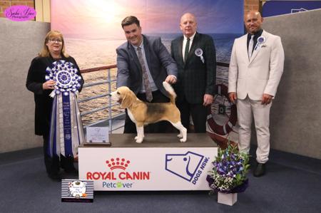 Beagle for sale by JOHGRA