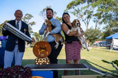 Beagle for sale by JOHGRA