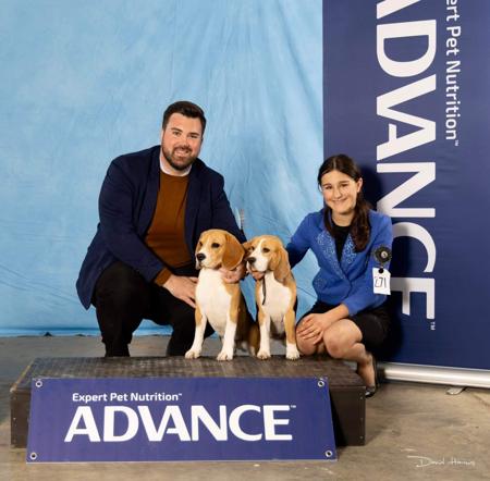 Beagle for sale by JOHGRA