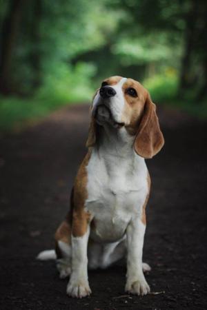 Beagle for sale by JOHGRA