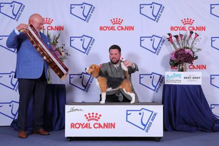 Beagle for sale by JOHGRA