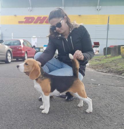 Beagle for sale by JOHGRA