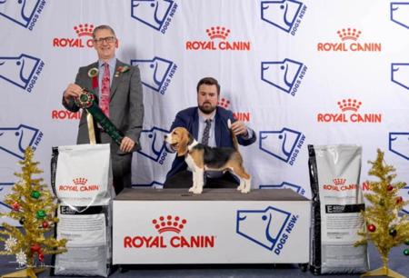 Beagle for sale by JOHGRA