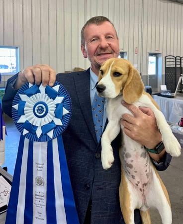 Beagle for sale by JOHGRA