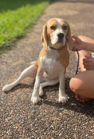 Beagle puppy for sale by JOHGRA