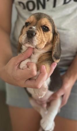 Beagle puppy for sale by JOHGRA
