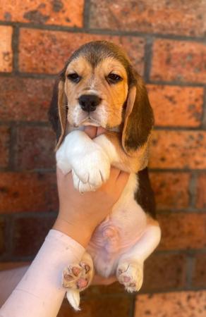 Beagle puppy for sale by JOHGRA