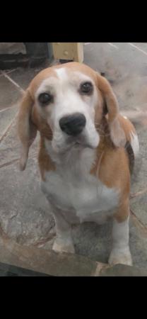 Beagle puppy for sale by JOHGRA