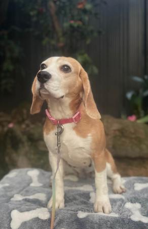 Beagle dog for sale by JOHGRA