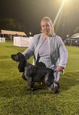 Cocker Spaniel for sale by CAVRS