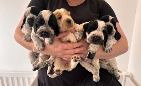 Cocker Spaniel for sale by CAVRS