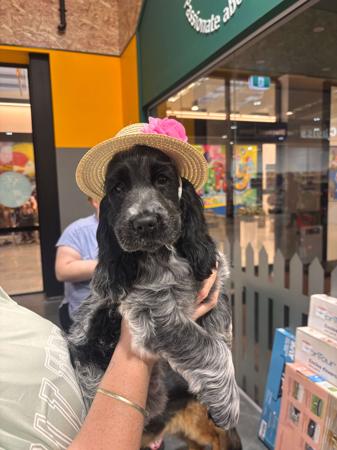 Cocker Spaniel for sale by CAVRS