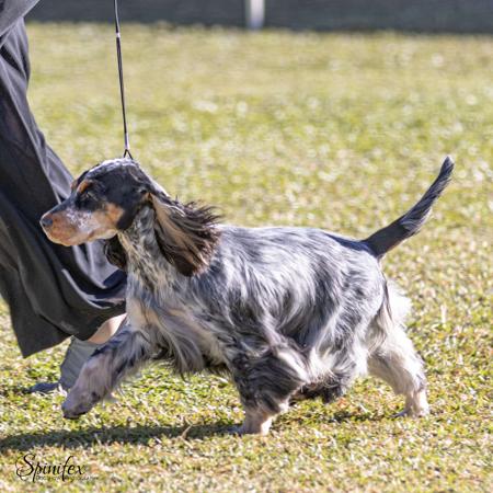 Cocker Spaniel for sale by CAVRS