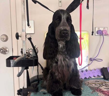Cocker Spaniel dog for sale by CAVRS