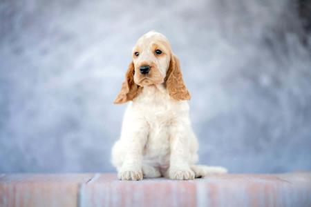 Cocker Spaniel puppy for sale by CAVRS