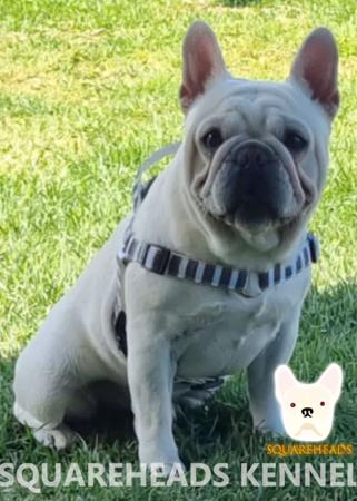 French Bulldog for sale by SQUAREHEADS