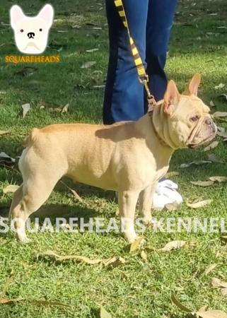 French Bulldog for sale by SQUAREHEADS