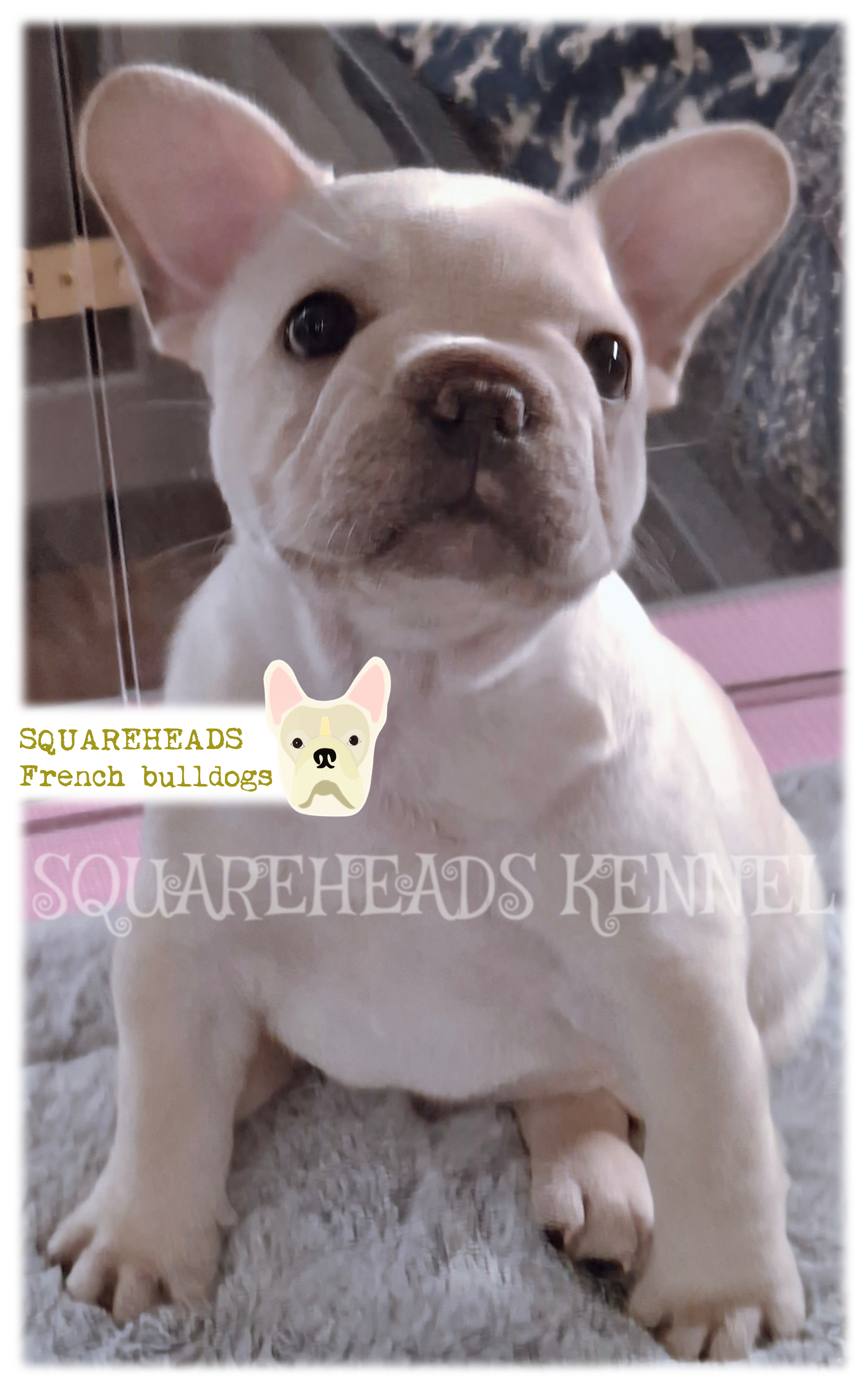 French Bulldog puppy for sale by SQUAREHEADS