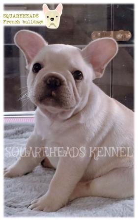 French Bulldog for sale by SQUAREHEADS