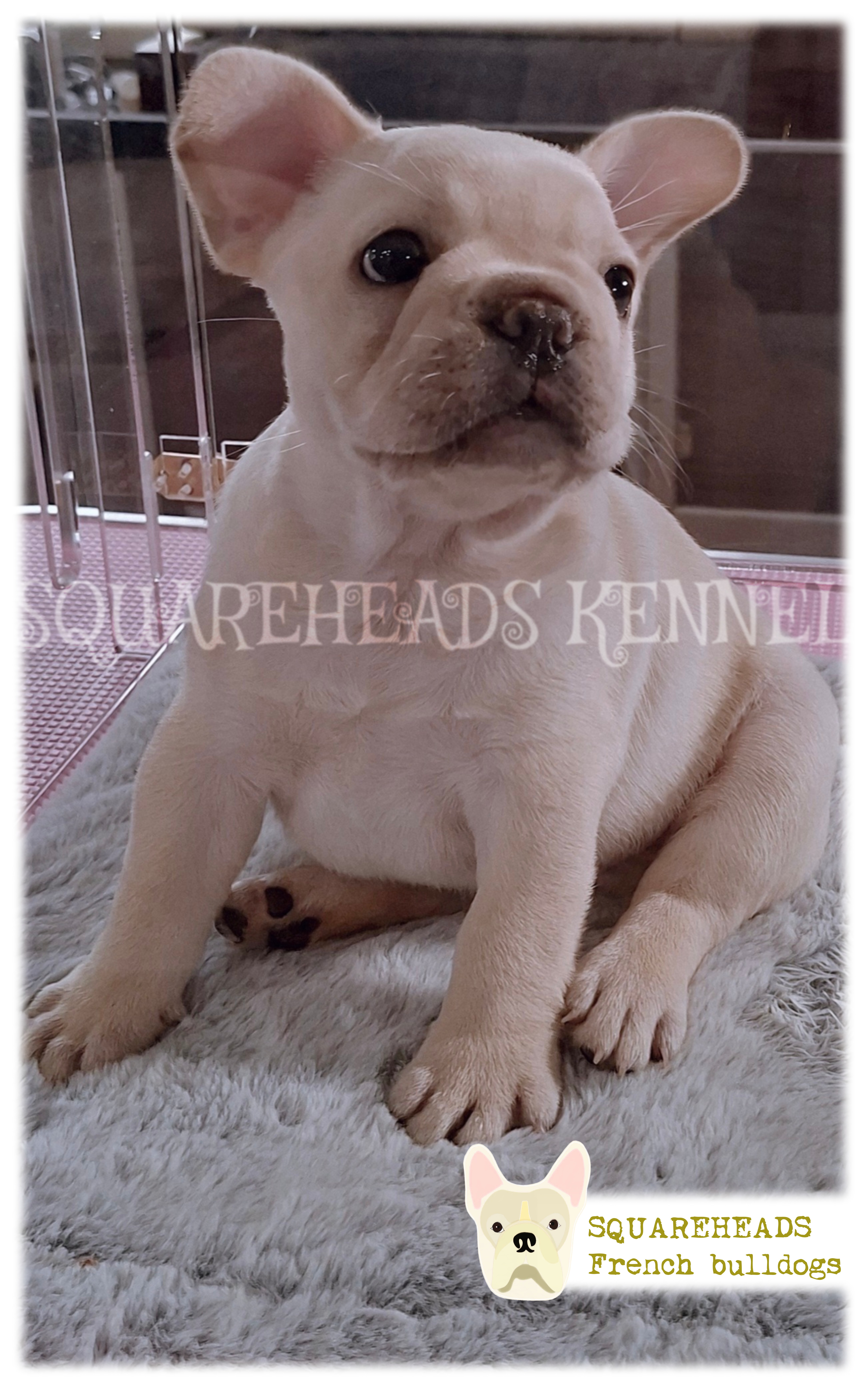 French Bulldog for sale by SQUAREHEADS
