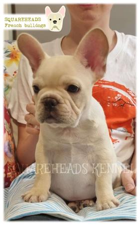 French Bulldog puppy for sale by SQUAREHEADS