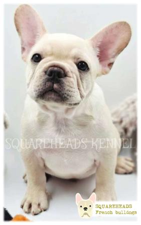French Bulldog for sale by SQUAREHEADS